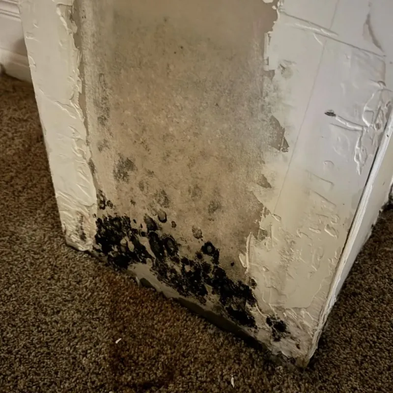 Professional Mold Removal in Wiggins, MS